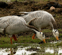 Golden Triangle With Bharatpur