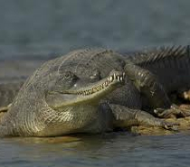 Golden Triangle Chambal Safari