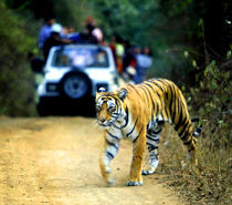 Wildlife Tour
