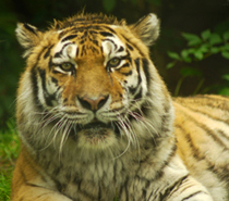 Wildlife Tour